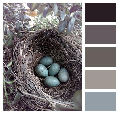 Bird Nest Eggs Blackbird Image